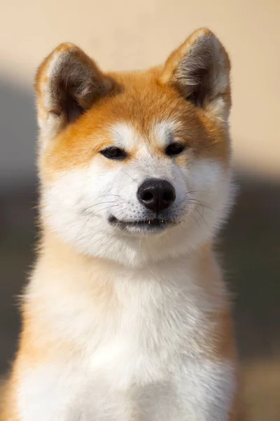 Akita Inu Perro Joven Aire Libre —  Fotos de Stock