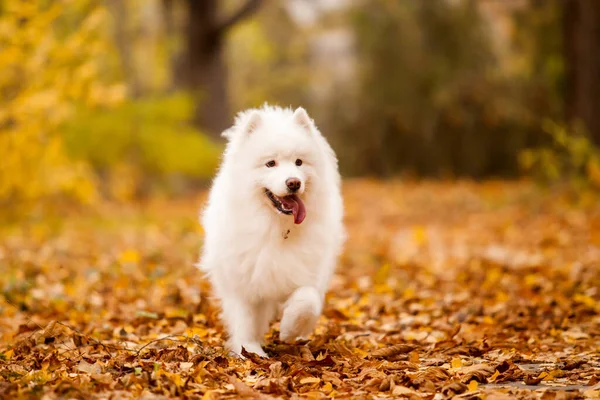 Adorável Samoed Cão Livre — Fotografia de Stock