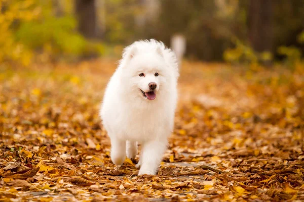 Sevimli Samoed köpeği açık havada