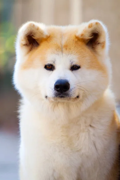 Akita Inu Genç Köpek Açık Havada — Stok fotoğraf