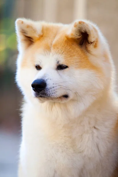 Akita Inu Young Dog Outdoors — Stock Photo, Image