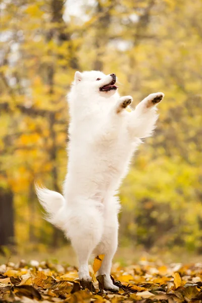 Bedårande Samoed Hund Utomhus — Stockfoto