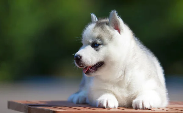 Chiot Husky Sibérie Extérieur — Photo