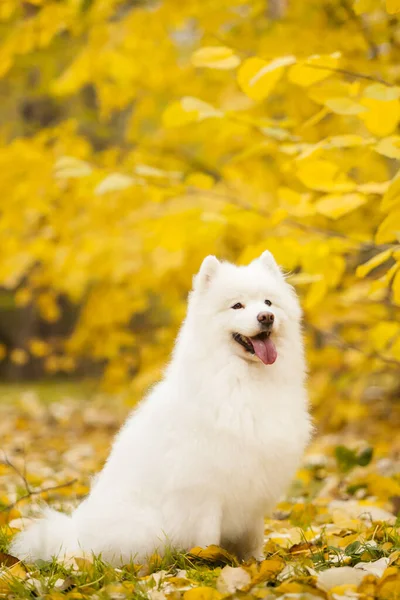 Bedårande Samoed Hund Utomhus — Stockfoto