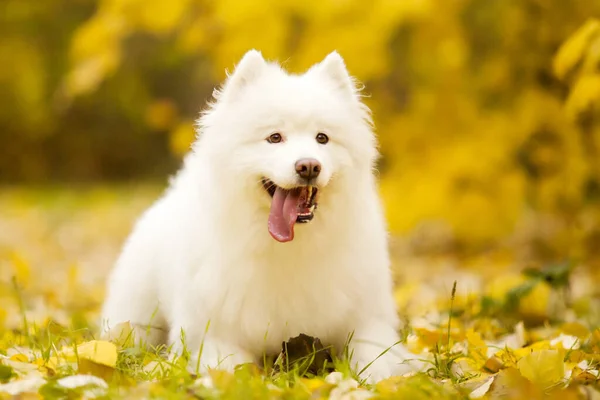 Adorable Samoed Dog Outdoors — Stock Photo, Image