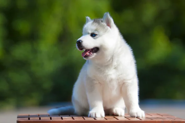 Szibériai Husky Kiskutya Szabadban — Stock Fotó