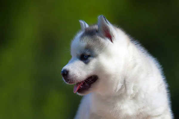 Sibiřský Husky Štěně Venku — Stock fotografie