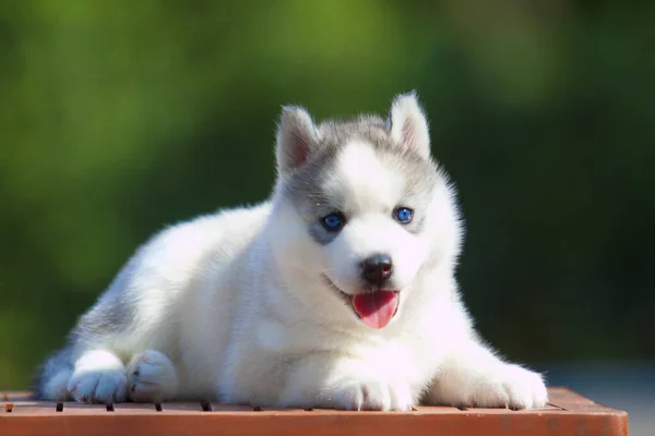 Sibiřský Husky Štěně Venku — Stock fotografie