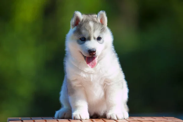 シベリアハスキー子犬屋外 — ストック写真