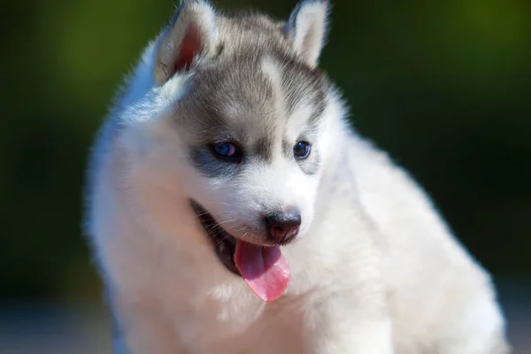 Sibirien Husky Valp Utomhus — Stockfoto