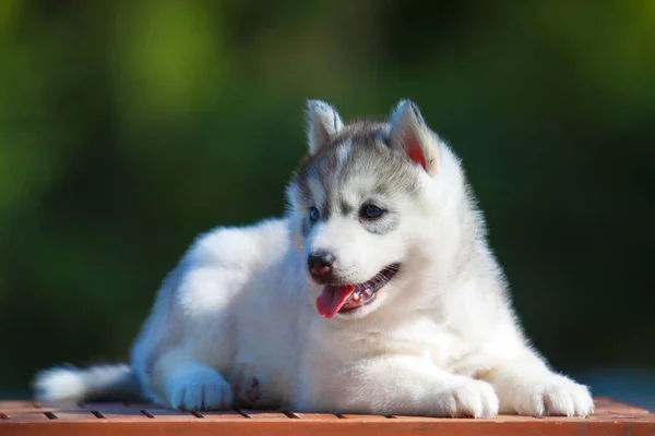 シベリアハスキー子犬屋外 — ストック写真