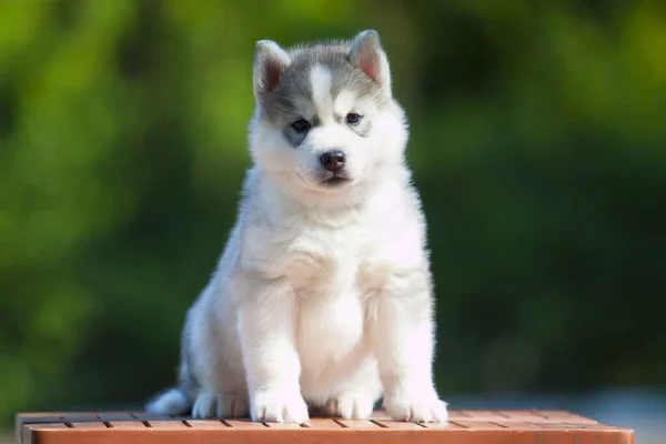 シベリアハスキー子犬屋外 — ストック写真