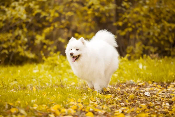 Bedårande Samoed Hund Utomhus — Stockfoto