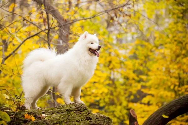 Adorable Samoed Dog Outdoors — Stock Photo, Image