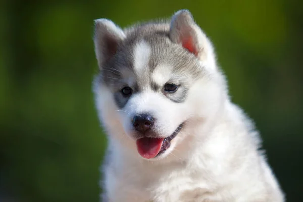 Siberische Husky Puppy Buiten — Stockfoto