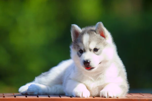 Chiot Husky Sibérie Extérieur — Photo