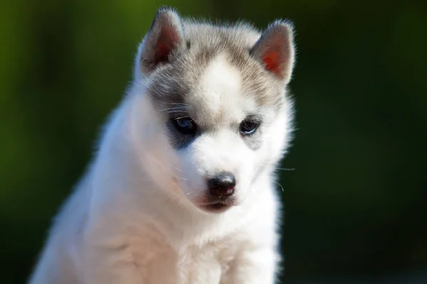 Syberyjski Szczeniak Husky Zewnątrz — Zdjęcie stockowe