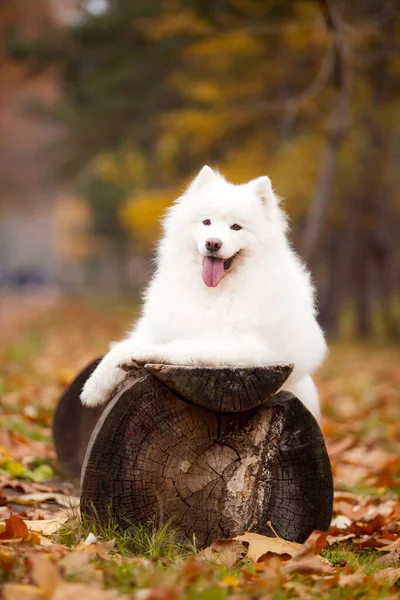 Adorable Samoed Dog Outdoors — Stock Photo, Image