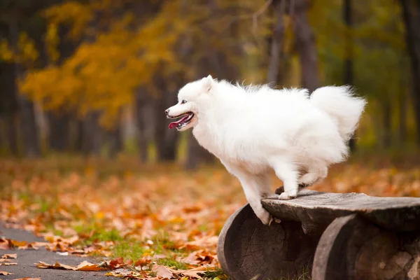 Bedårande Samoed Hund Utomhus — Stockfoto