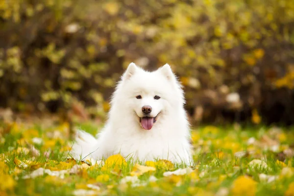 Очаровательная Самоевская Собака Открытом Воздухе — стоковое фото