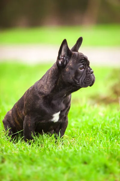 Cute Francuski Bulldog Szczeniak Odkryty — Zdjęcie stockowe