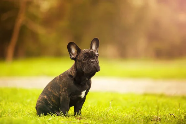 かわいいフランスのブルドッグ子犬屋外 — ストック写真