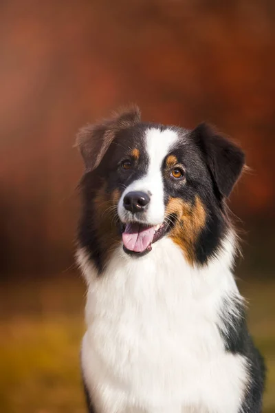 Cão Pastor Australiano Livre — Fotografia de Stock