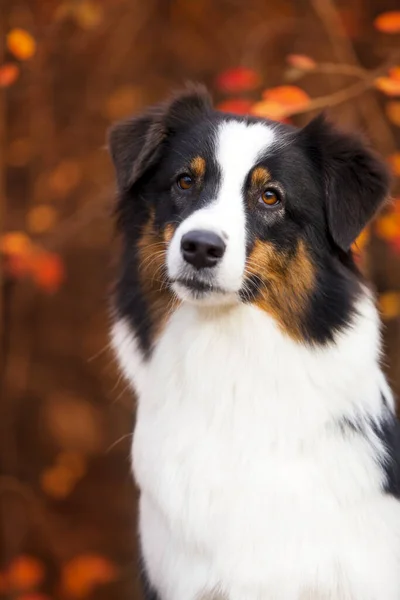 Australischer Schäferhund Freien — Stockfoto