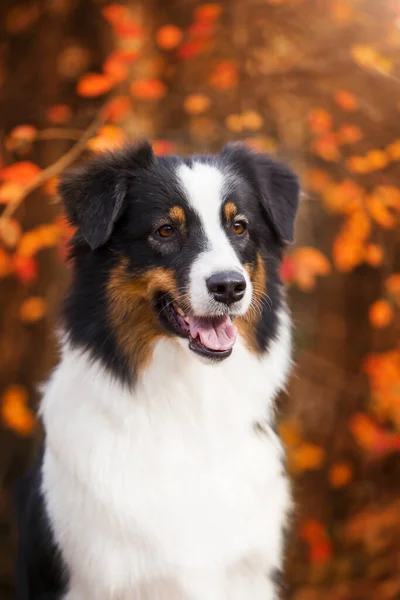 Cão Pastor Australiano Livre — Fotografia de Stock