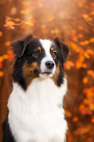 Berger Australien Chien Plein Air — Photo