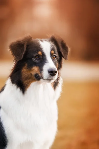 Australian Shepherd Dog Outdoor — Stock Photo, Image