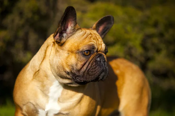 Söt Fransk Bulldogg Valp Utomhus — Stockfoto