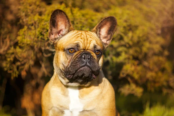 Cute French Bulldog Puppy Outdoor — Stock Photo, Image