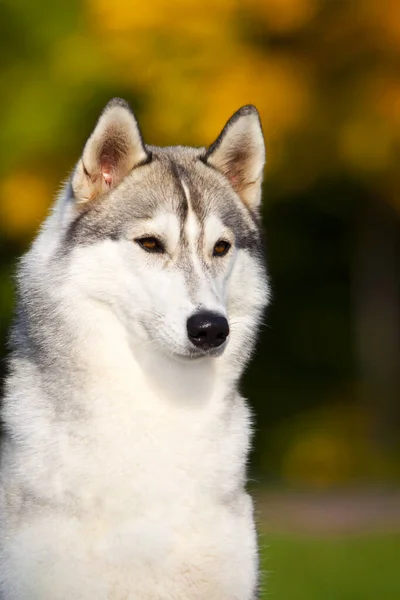 Uroczy Syberyjski Husky Pies Zewnątrz — Zdjęcie stockowe