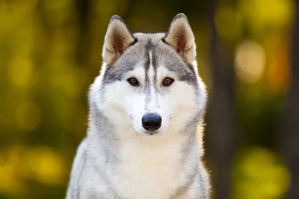 Adorabile Cane Husky Siberiano All Aperto — Foto Stock