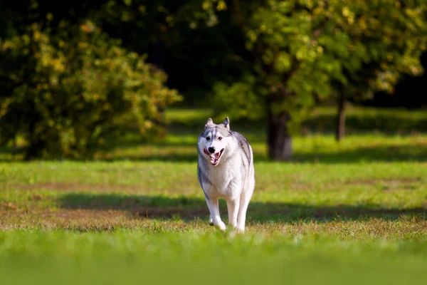 Αξιολάτρευτο Σκυλί Husky Σιβηρίας Εξωτερικούς Χώρους — Φωτογραφία Αρχείου