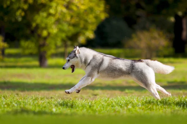 Entzückender Sibirischer Husky Hund Freien — Stockfoto