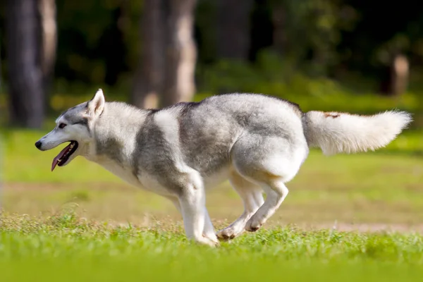 Αξιολάτρευτο Σκυλί Husky Σιβηρίας Εξωτερικούς Χώρους — Φωτογραφία Αρχείου