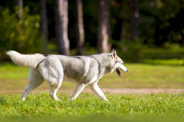 Αξιολάτρευτο Σκυλί Husky Σιβηρίας Εξωτερικούς Χώρους — Φωτογραφία Αρχείου