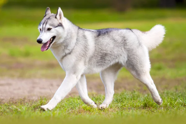 Bedårande Sibirisk Husky Hund Utomhus — Stockfoto