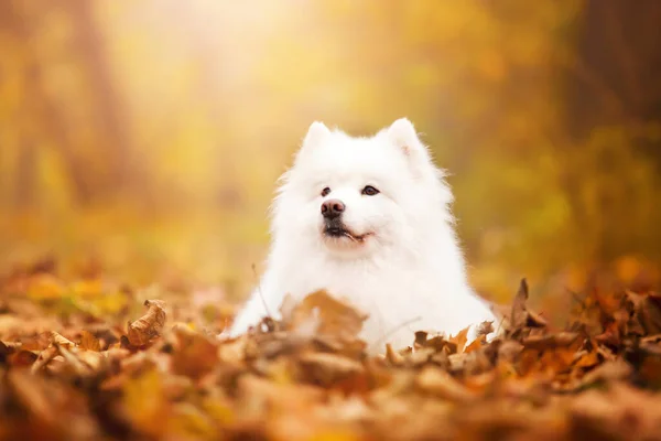 Adorável Samoed Cão Livre — Fotografia de Stock