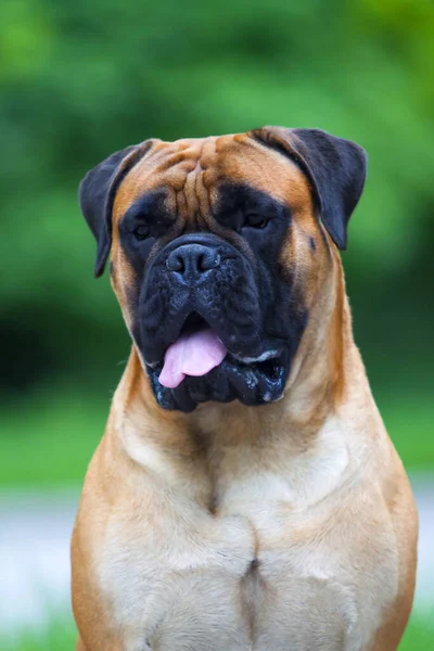 Bonito Cachorro Bulldog Francês Livre — Fotografia de Stock