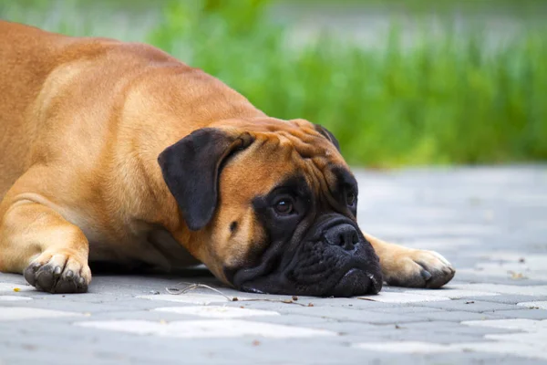 Cute Francuski Bulldog Szczeniak Odkryty — Zdjęcie stockowe