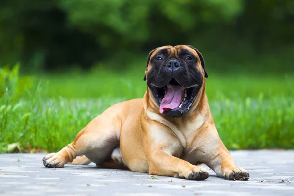 Cute Francuski Bulldog Szczeniak Odkryty — Zdjęcie stockowe