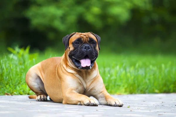 Niedliche Französische Bulldogge Welpen Freien — Stockfoto