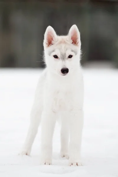 Szibériai Husky Kiskutya Szabadban — Stock Fotó