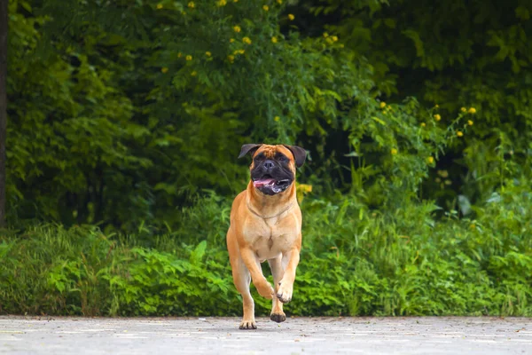 Aranyos Francia Bulldog Kiskutya Szabadban — Stock Fotó