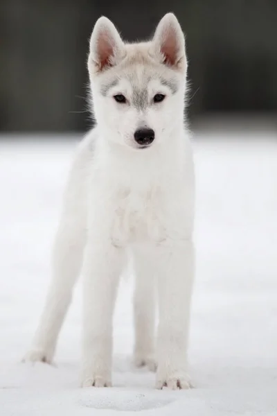 Siberiano Husky Cucciolo All Aperto — Foto Stock