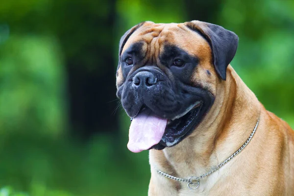 Bonito Cachorro Bulldog Francês Livre — Fotografia de Stock