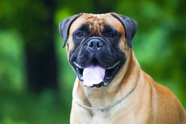 Niedliche Französische Bulldogge Welpen Freien — Stockfoto